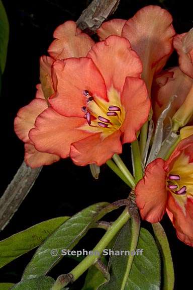 rhododendron brookeanum ssp kinabaluense 3 graphic